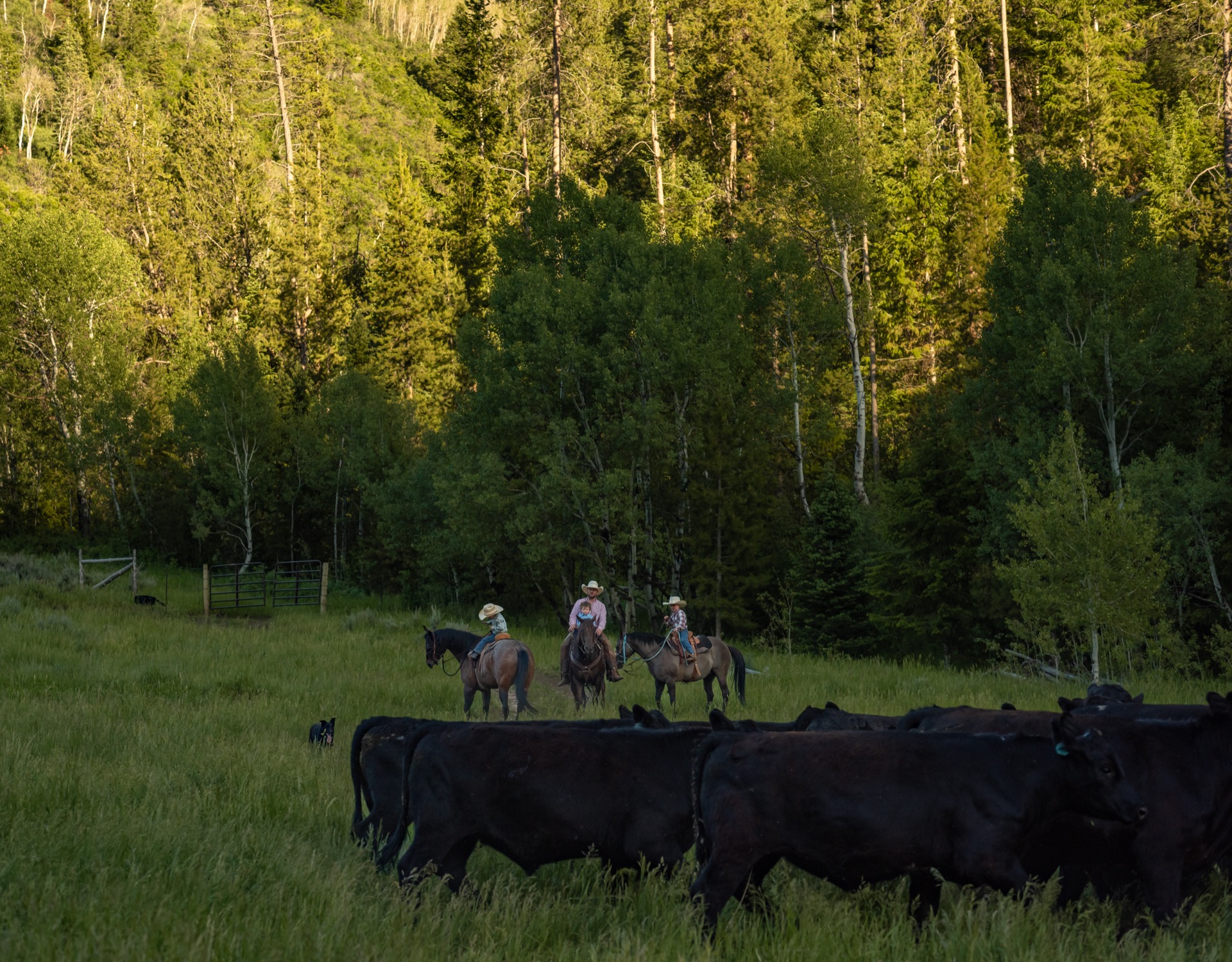 L2 Ranch riders herding Black Angus cattle in mountain pasture